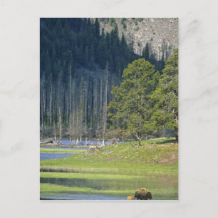 Cartão Postal Bisão com bezerro no Parque Nacional de Yellowston