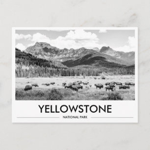 Cartão Postal Bisão do Parque Nacional de Yellowstone Preto e Br
