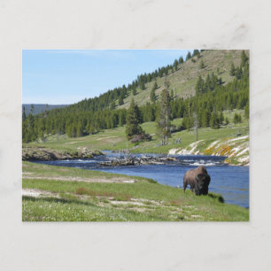 Cartão Postal Bisão no Parque Nacional de Yellowstone