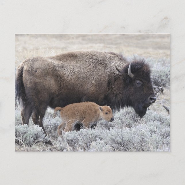 Cartão Postal Bisão Vaca e Bezerro, Yellowstone (Frente)