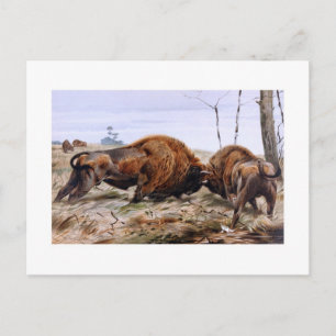 Cartão Postal Bison