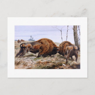 Cartão Postal Bison