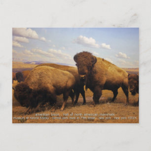 Cartão Postal Bison