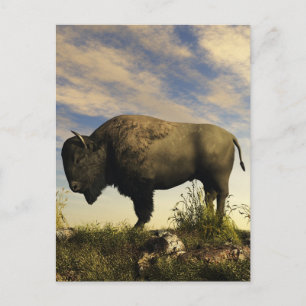 Cartão Postal Bison