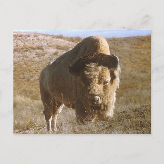 cartão postal bison (Frente)