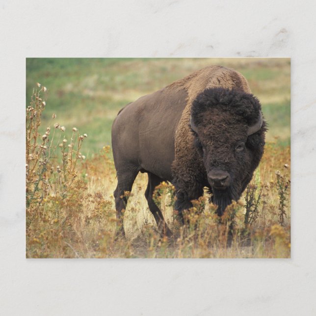Cartão Postal Bison (Frente)