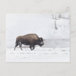 Cartão Postal Bison Americano em uma Ligação de Roubo