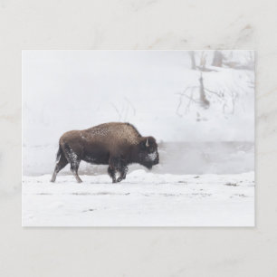 Cartão Postal Bison Americano em uma Ligação de Roubo