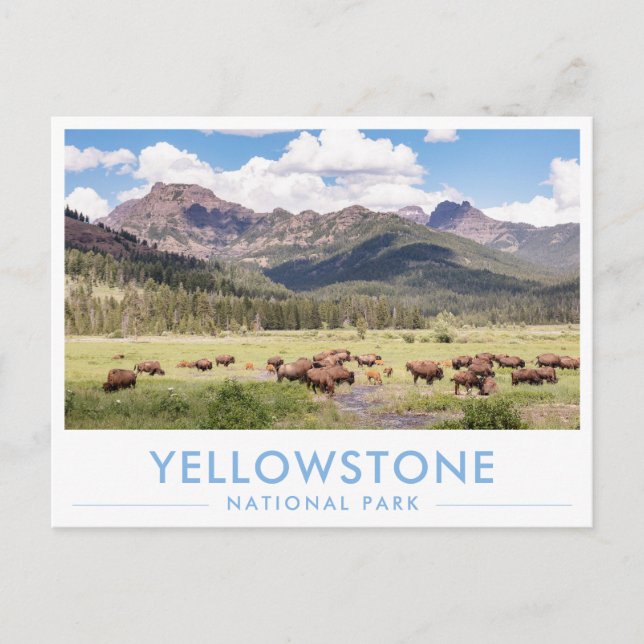 Cartão Postal Bison at Yellowstone National Park Summer Mountain (Frente)