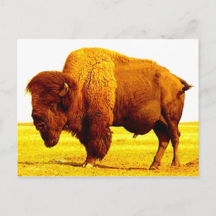 Cartão Postal Bison / Buffalo