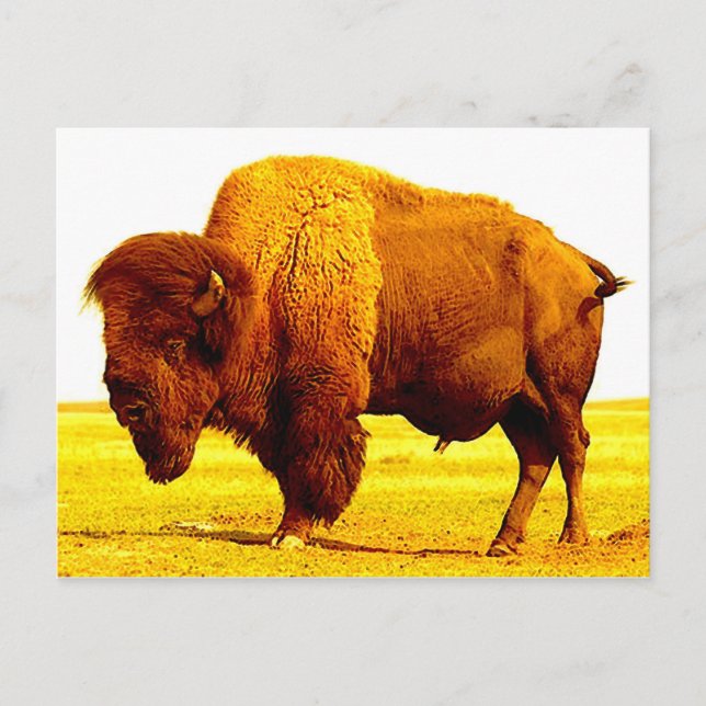 Cartão Postal Bison / Buffalo (Frente)