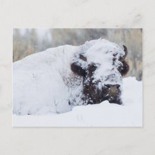Cartão Postal Bison Bull, casaco de inverno