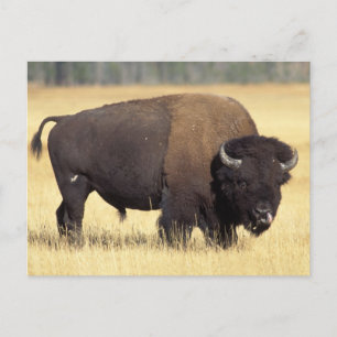 Cartão Postal Bison Bull na Yellowstone National
