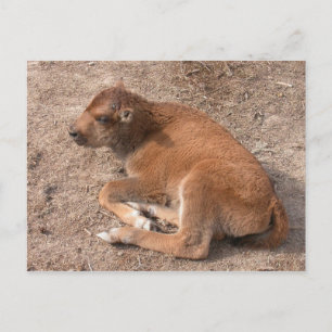 Cartão Postal Bison Calf