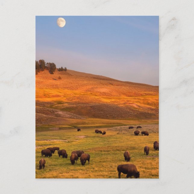 Cartão Postal Bison Grazing em Hill no Vale Hayden (Frente)