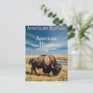 Cartão Postal Bison Grazing perto do rio