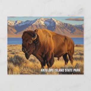 Cartão Postal Bison in Antelope Island State Park Utah