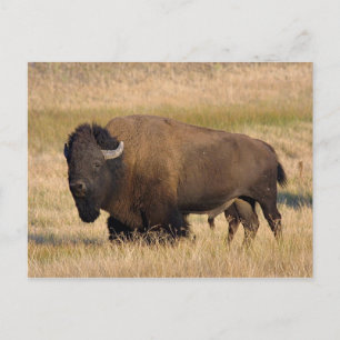 Cartão Postal Bison in Yellowstone