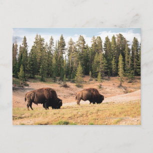 Cartão Postal Bison in Yellowstone National Park , Wyoming