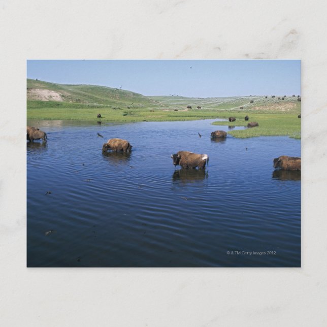 Cartão Postal Bison Na Água Com Numerosas Engordas De Cliff (Frente)