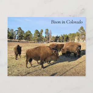 Cartão Postal Bison no Colorado
