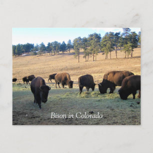 Cartão Postal Bison no Colorado
