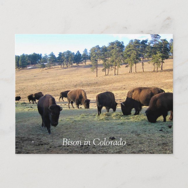 Cartão Postal Bison no Colorado (Frente)