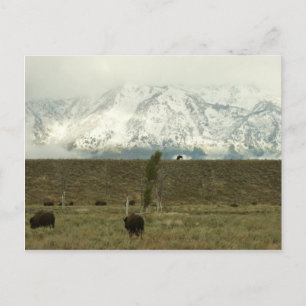 Cartão Postal Bison no Grand Teton National Park Fotografia