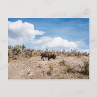 Cartão Postal Bison no Parque Nacional Yellowstone