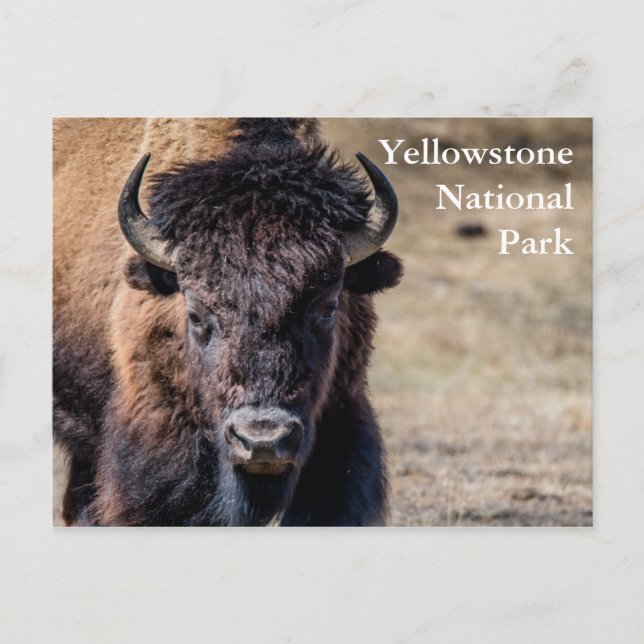 Cartão Postal Bison no Parque Nacional Yellowstone (Frente)