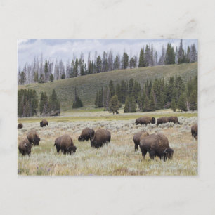Cartão Postal Bison no Vale Hayden de Yellowstone