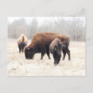 Cartão Postal Bison Prairie