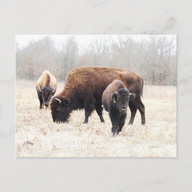 Cartão Postal Bison Prairie (Frente)