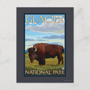 Cartão Postal Bison Scene - Glacier National Park, MT