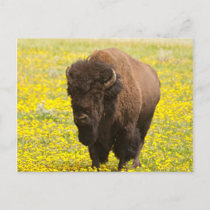 Cartão Postal Bisonte no amarelo