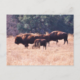 Cartão Postal Bisonte no parque de LBJ
