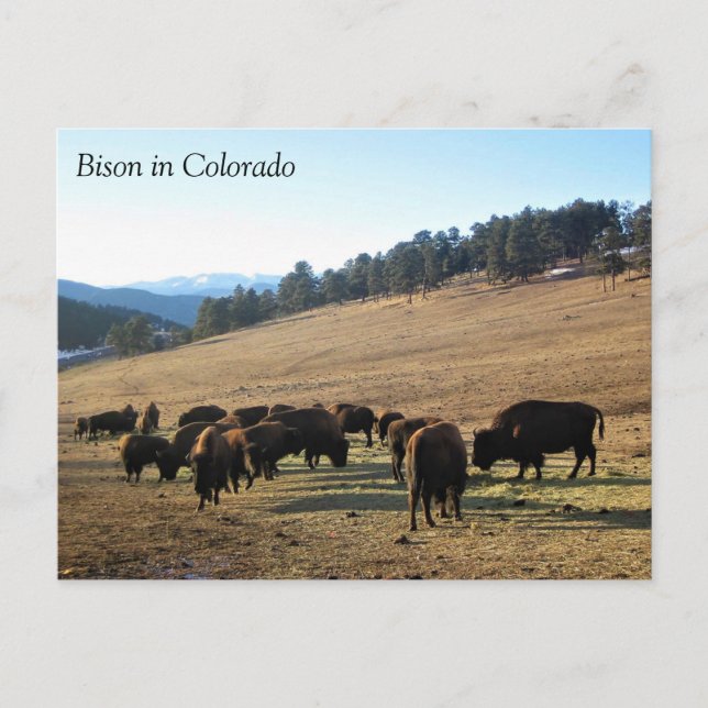 Cartão Postal Bisontes no Colorado (Frente)
