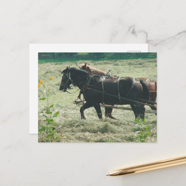 Cartão Postal Black and Sorrel Amish Horses Mowing Hay Kalona  (Frente/Verso In Situ)