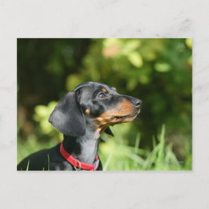 Cartão Postal Black and Tan Miniture Dachshund 3