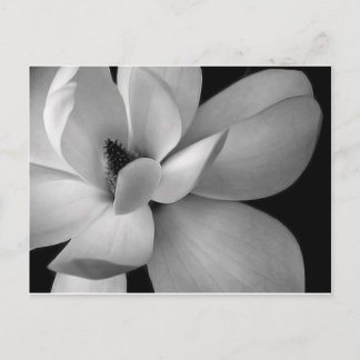 Cartão Postal black-and-white-flower-7256-hd-wallpapers.jpg