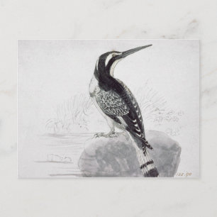 Cartão Postal Black and White Kingfisher