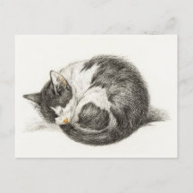 Black and white pencil drawing of a sleeping cat