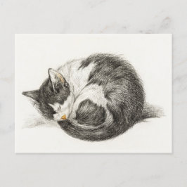 Cartão Postal Black and white pencil drawing of a sleeping cat