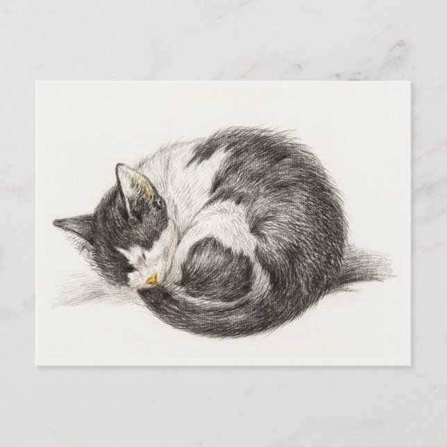 Cartão Postal Black and white pencil drawing of a sleeping cat (Frente)