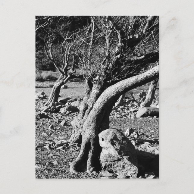 CARTÃO POSTAL BLACK AND WHITE TREES (Frente)