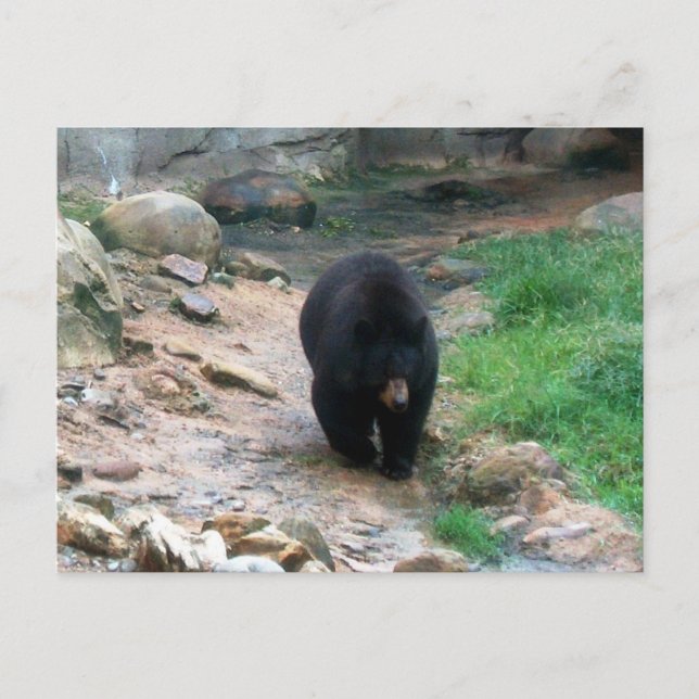 Cartão Postal Black Bear Americano (Frente)