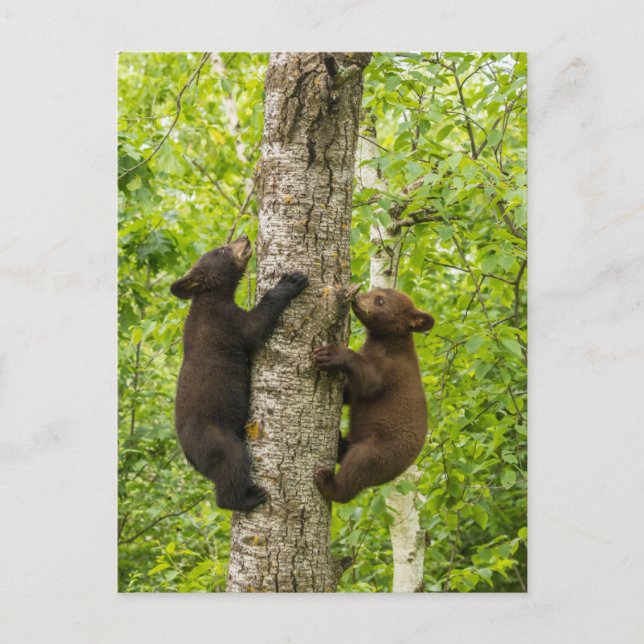 Cartão Postal Black Bear Cubs Climbing Tree (Frente)
