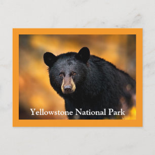 Cartão postal Black Bear Yellowstone