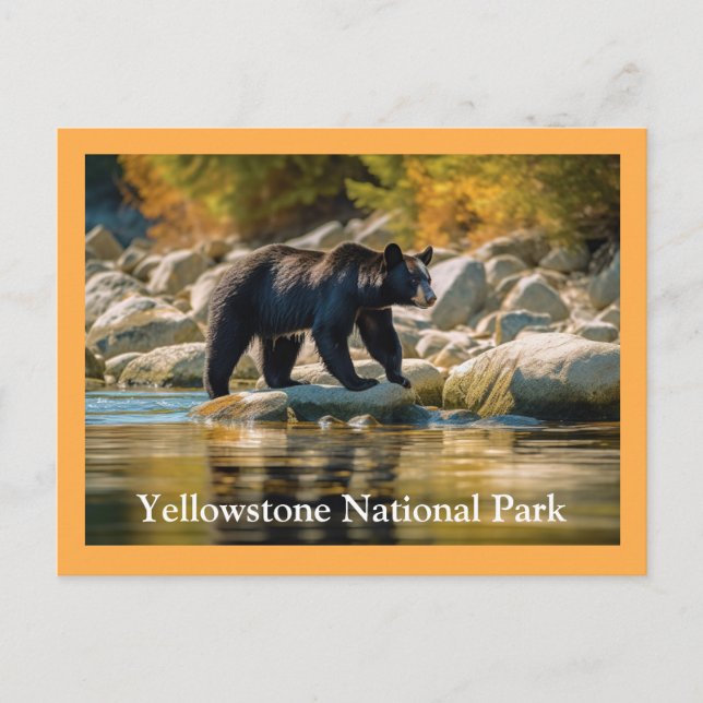 Cartão postal Black Bear Yellowstone (Frente)