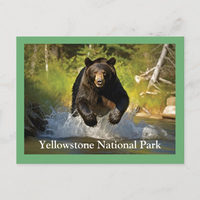 Cartão postal Black Bear Yellowstone (Frente)